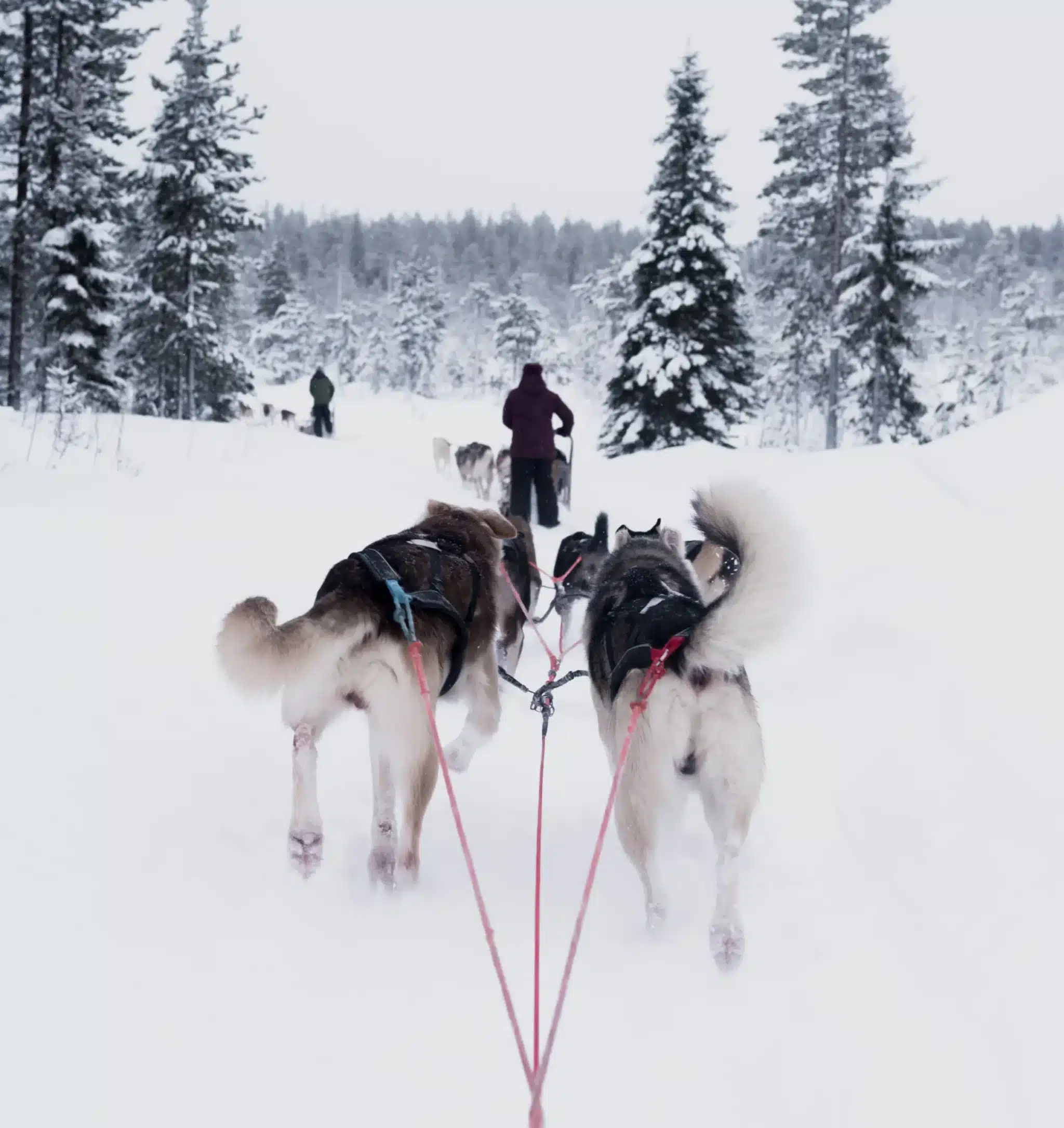 Leviland husky safari